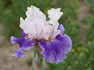 Aello Tall Bearded Iris