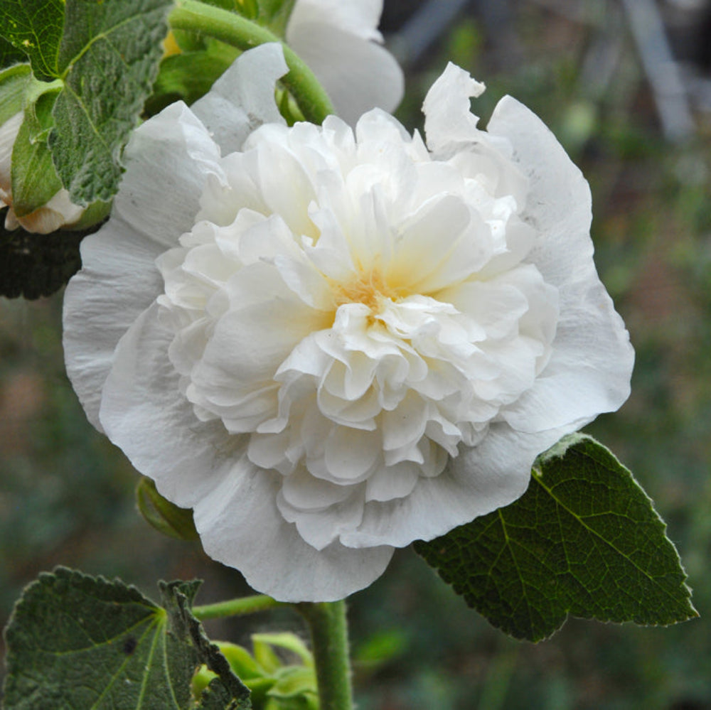 Alcea Rosea Chater's White Icicle Alcea rosea Seeds for Planting in Flower Bed
