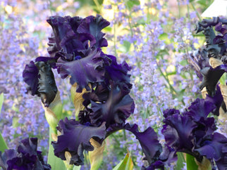 All Night Long Tall Bearded Iris