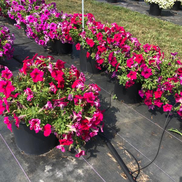 Petunia Grandiflora Prism Plum Sundae Flower Seeds