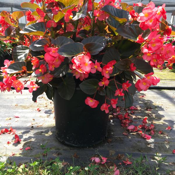Herrlich Begonia Trinken Deep Rose Flower Seeds