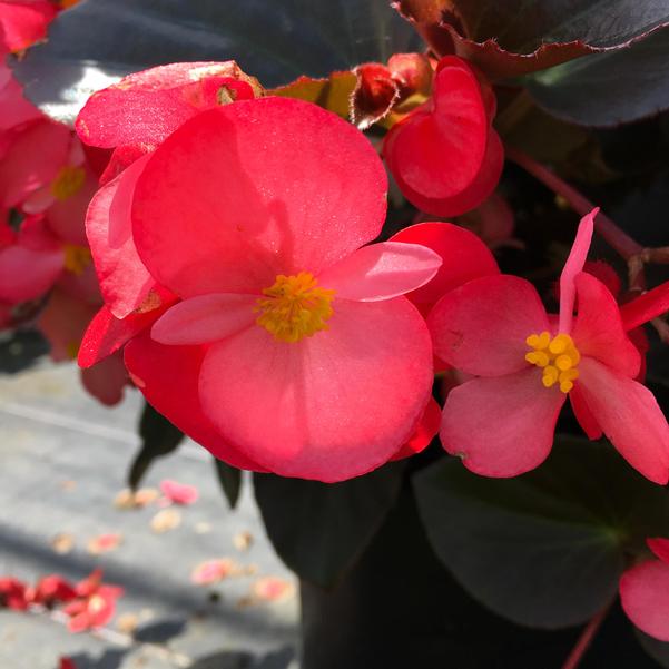 Herrlich Begonia Trinken Deep Rose Flower Seeds