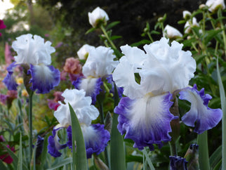 Alsea Falls Tall Bearded Iris