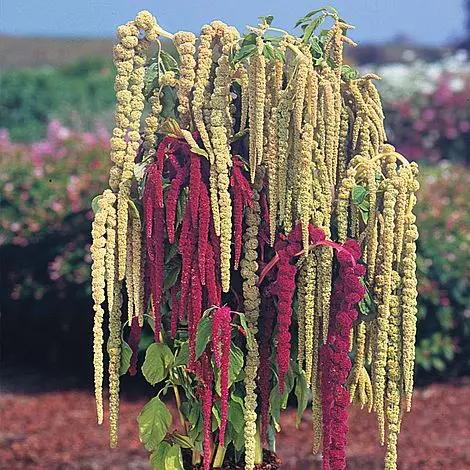 Mixed Caudatus Flower Seeds for Planting - NON GMO Seeds Dhara Seeds