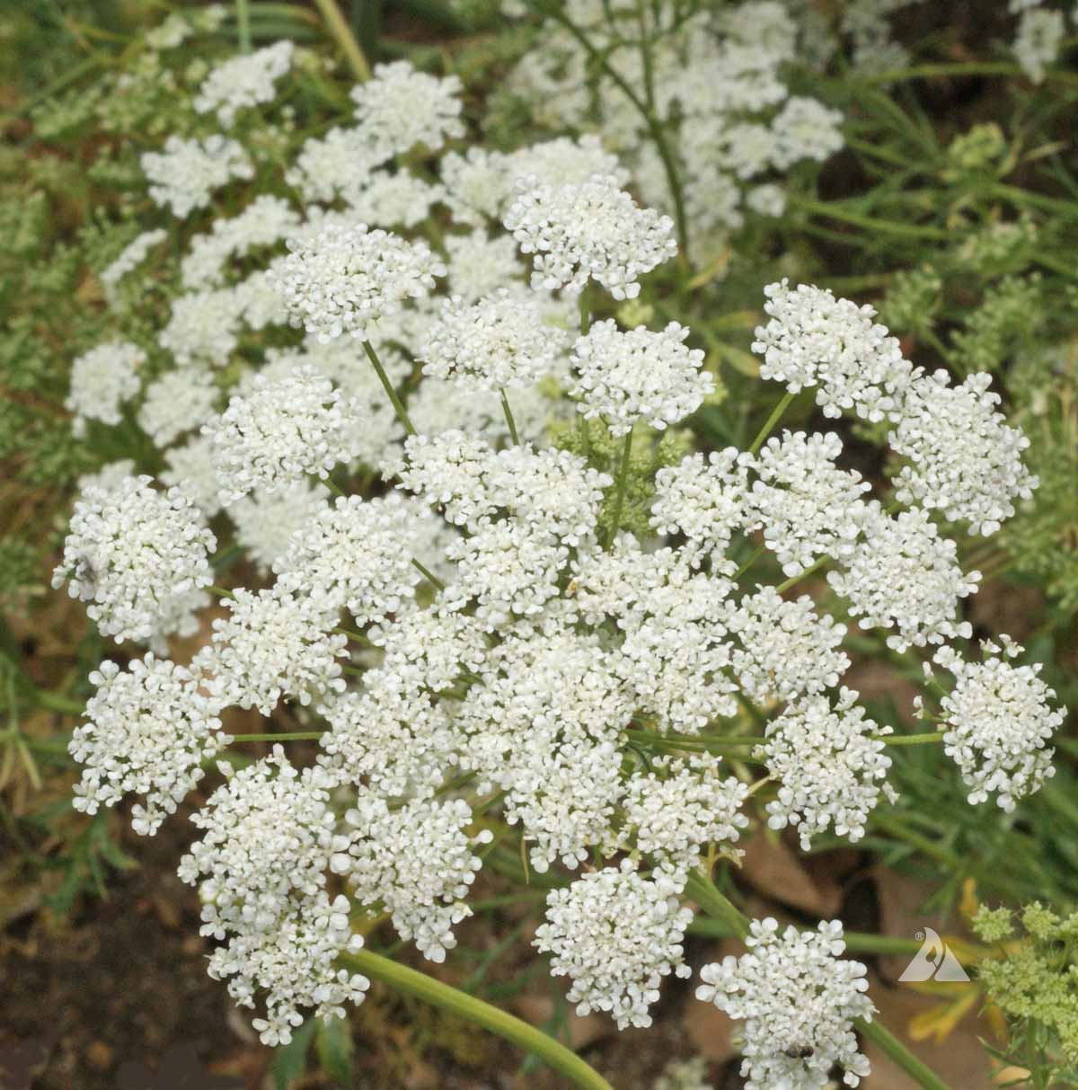 Bishop's Flower Seeds