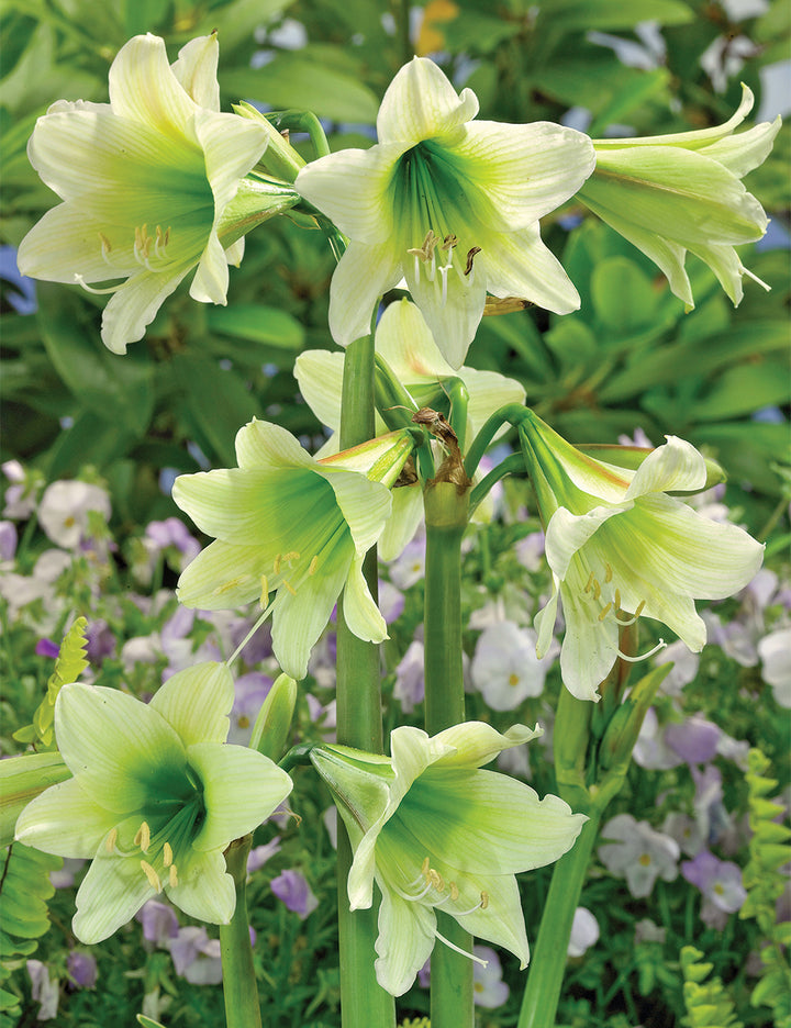 Green Hippeastrum Rutilum Flower Seeds – Heirloom Non-GMO Amaryllis Blooms for Exotic Gardens
