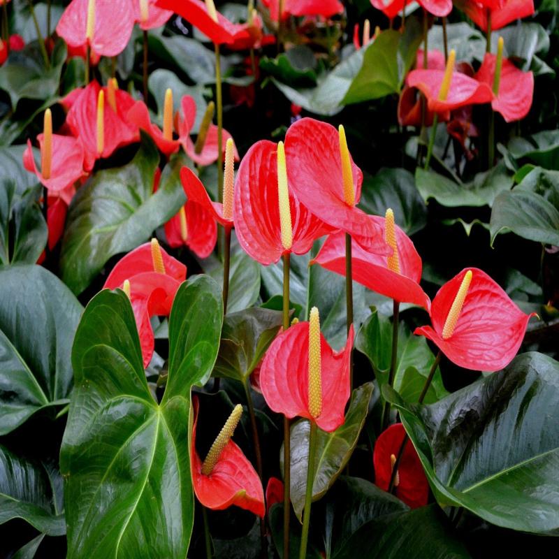 Anthurium Andraeanum Flowering Seeds For Planting and home Decor
