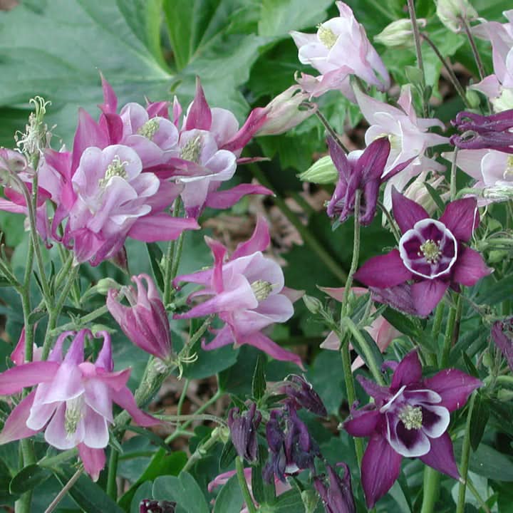 Columbine Biedermeier Flower Seeds for Planting