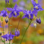 Blue Aquilegia Flower Seeds for Planting – NON GMO Seeds Dhara Seeds
