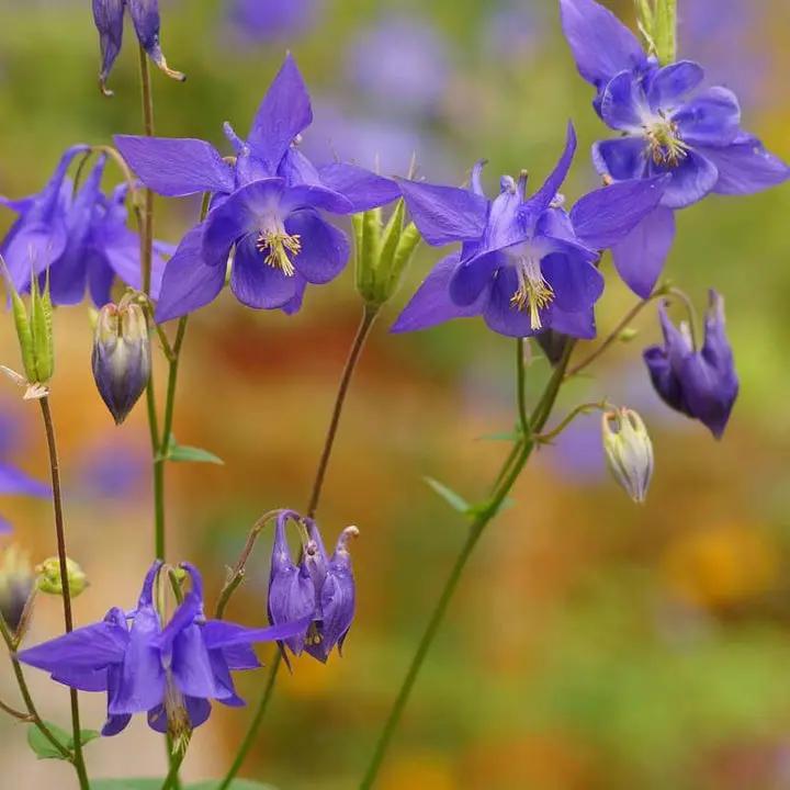 Blue Aquilegia Flower Seeds for Planting – NON GMO Seeds Dhara Seeds
