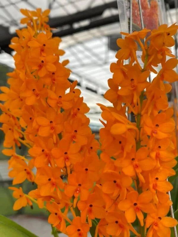 Orange Mini Orchid Flower Seeds for Planting - 100 pcs