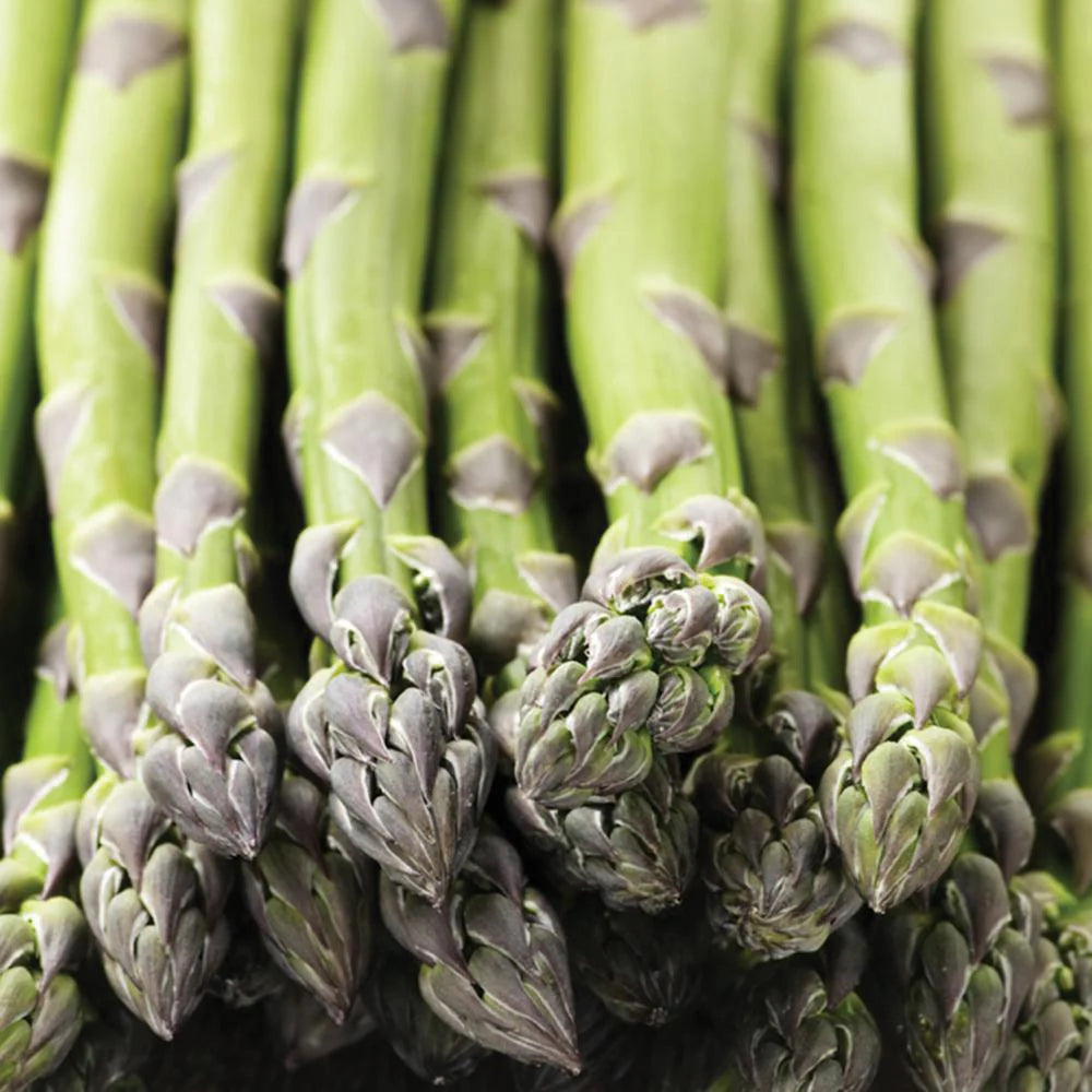 Green Asparagus Fern Plant Seeds for Planting heirloom & Non-GMO Seeds