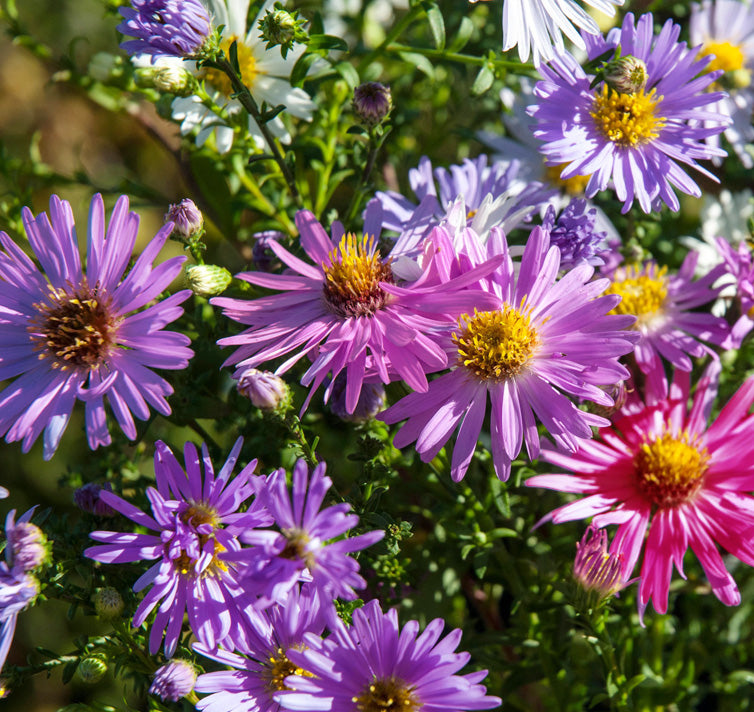 Aster Novae Belgii Flower Mix Seeds – Hardy Perennial Blooms in Assorted Shades