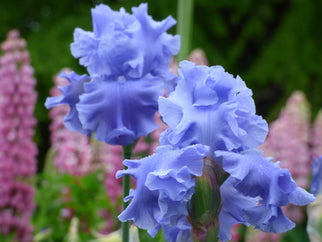 Abiqua Falls Tall Bearded Iris