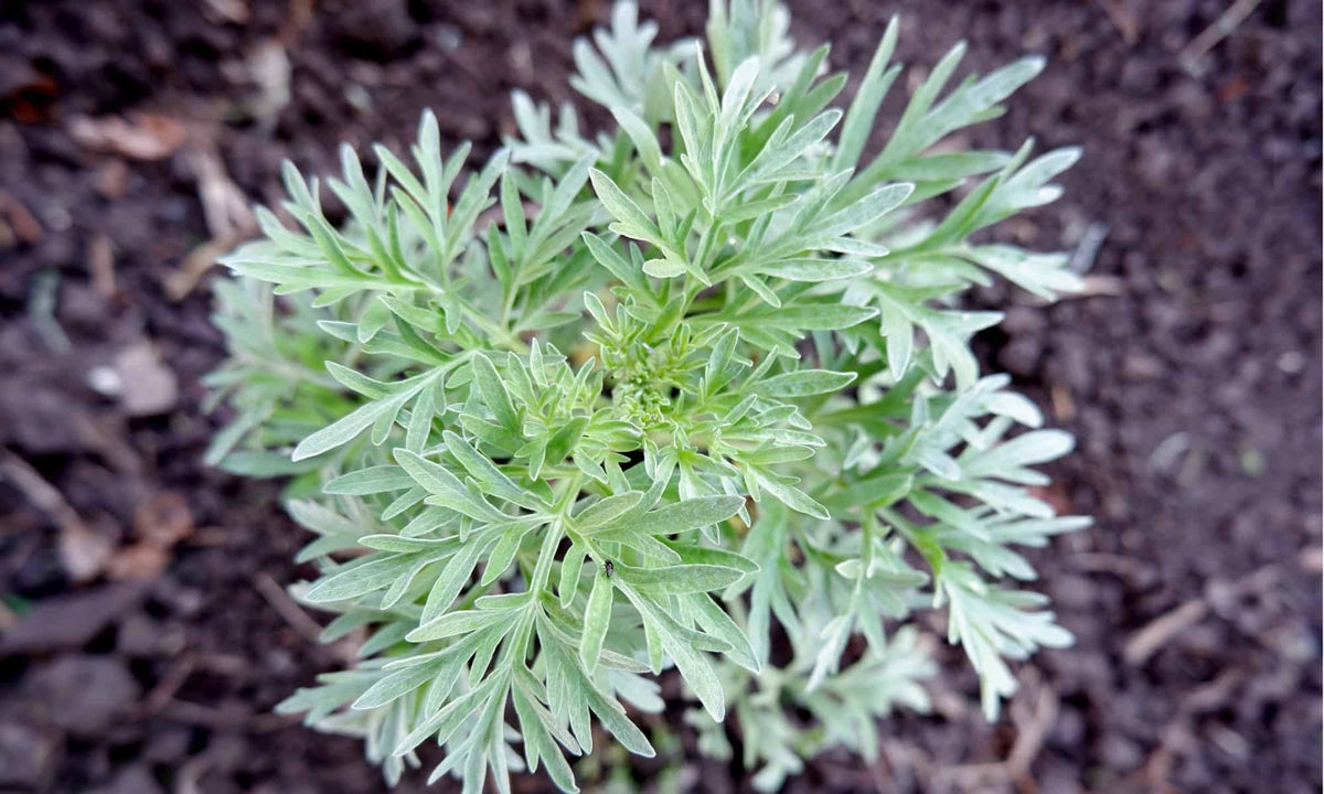 Absinthe herb seeds, Wormwood for traditional vermouth and herbal uses