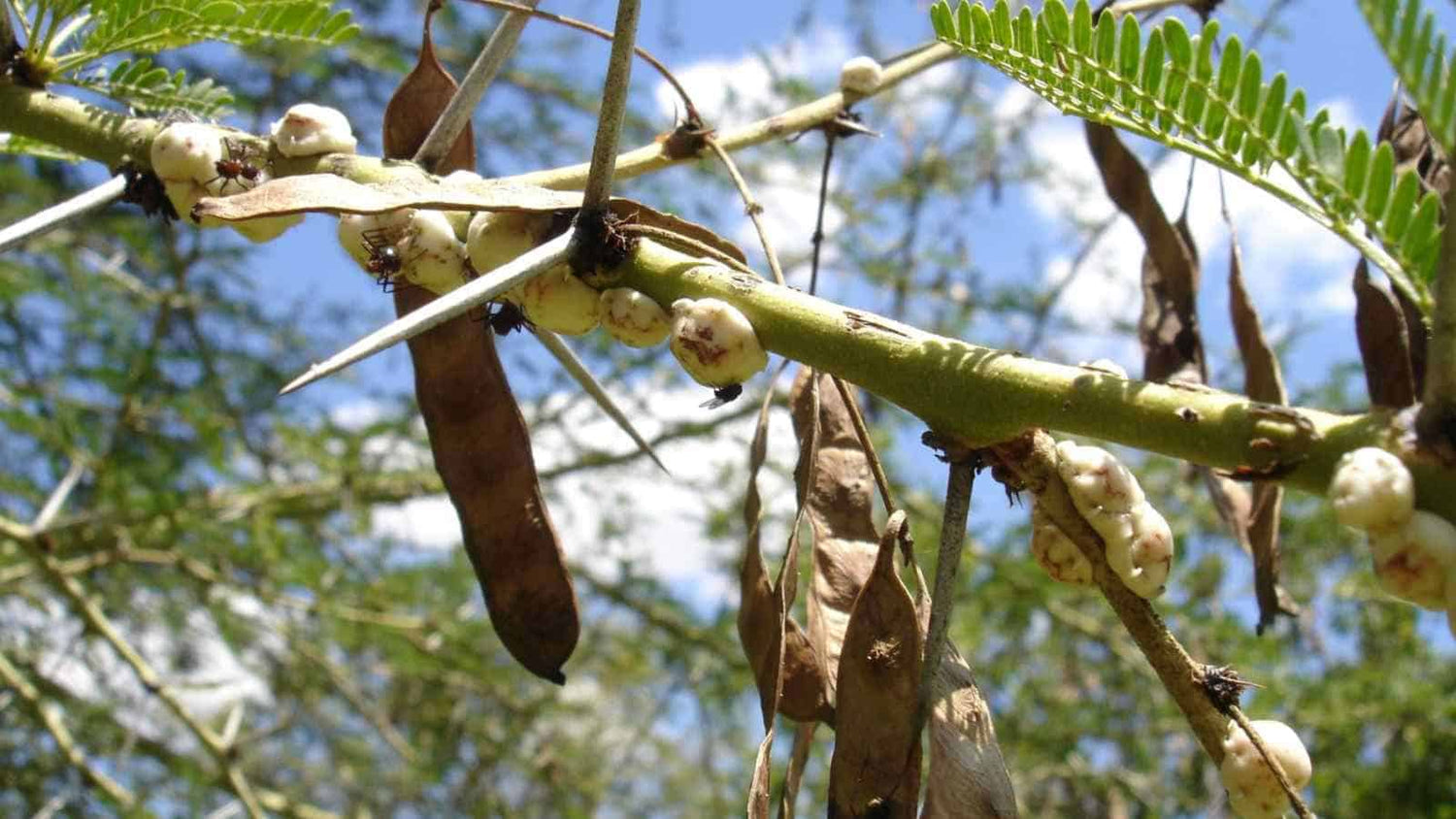 Acacia Dealbata