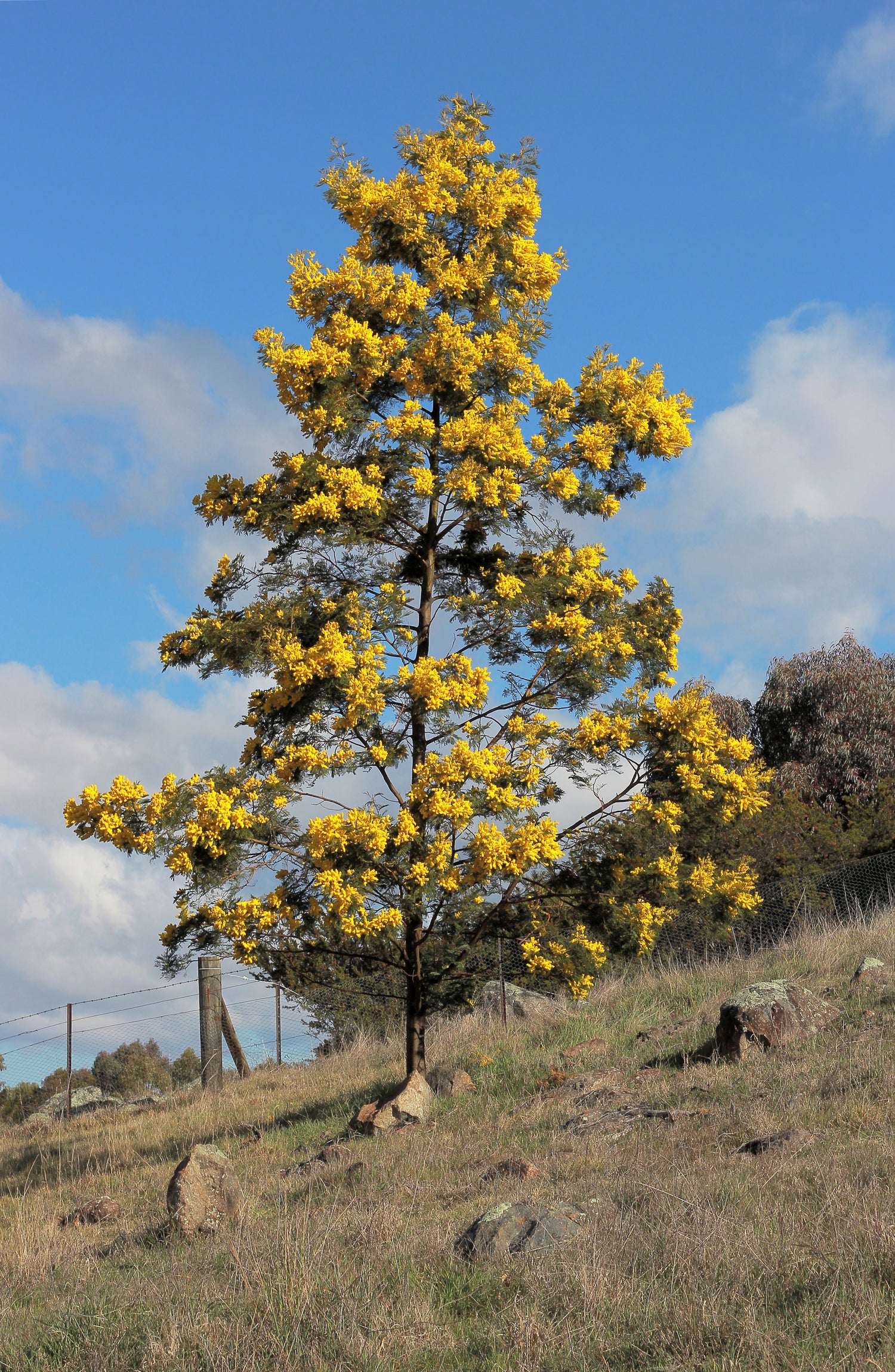 Acacia Dealbata