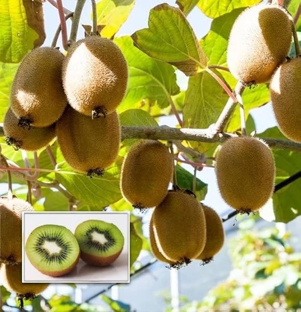 Alt Text: Tiny black Actinidia Kiwifruit seeds separated from the fruit pulp on a clean surface