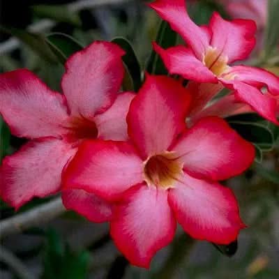 Adenium Desert Rose Mixed Colors Dwarf Flower Seeds