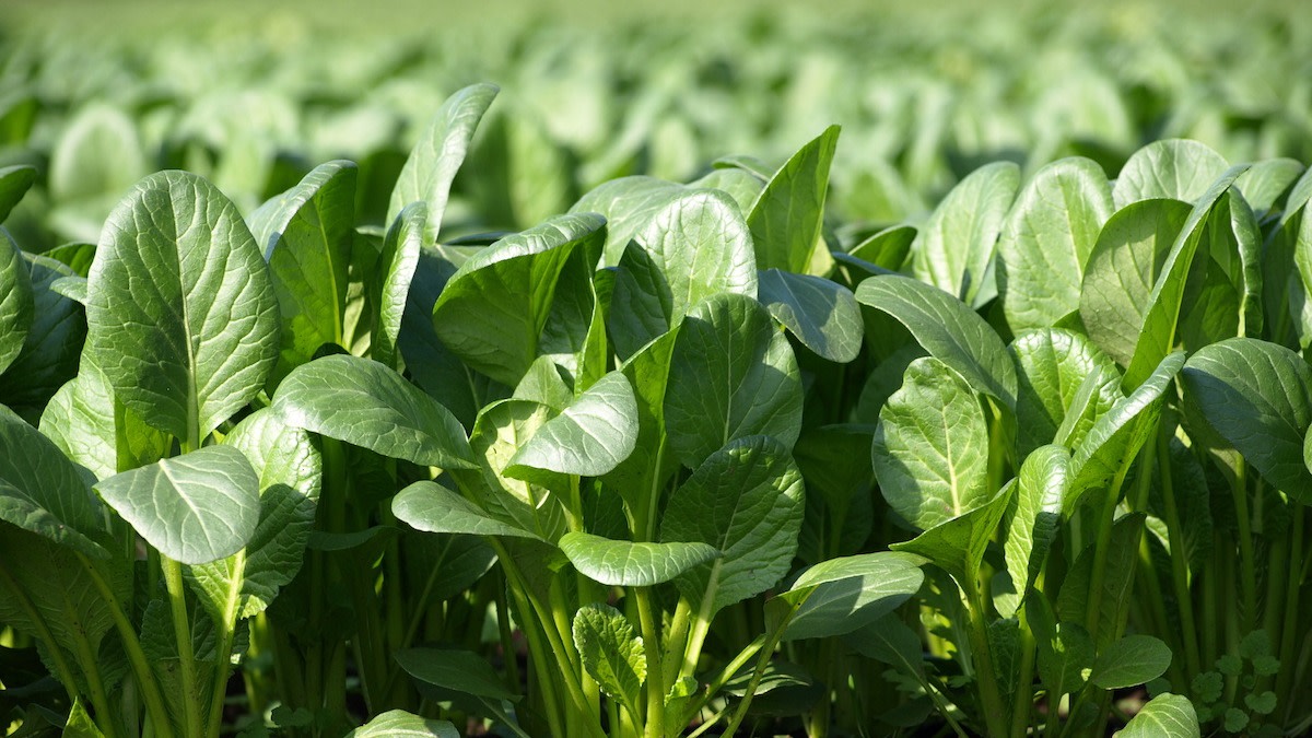 Komatsuna Seeds -  Spinach Mustard - Old Tokyo