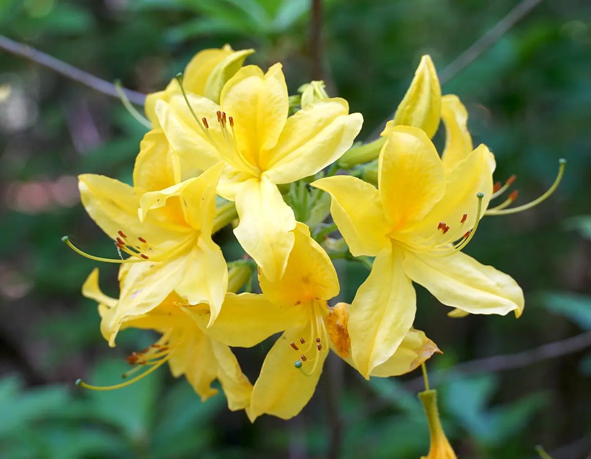 Heirloom Yellow Azalea Rhododendron Flower Seeds for Planting – Non-GMO Garden Seeds Dhara Seeds