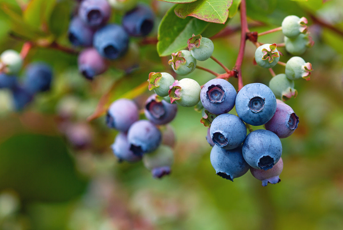 Huckleberry (Vaccinium spp.)