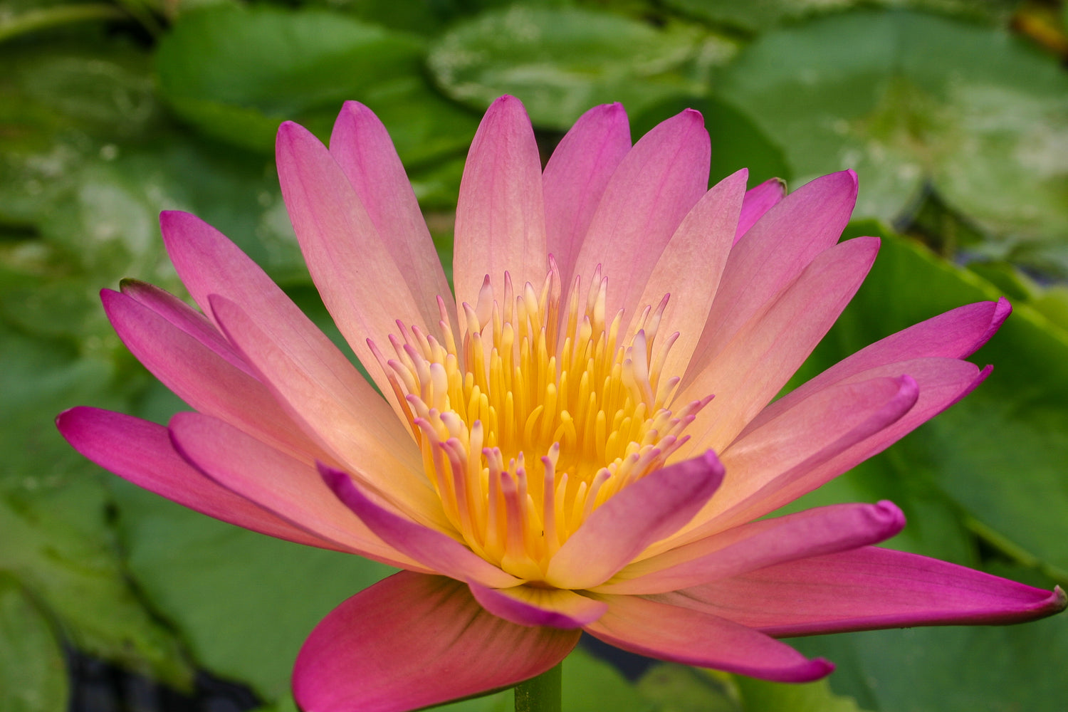 Nymphaea After Glow