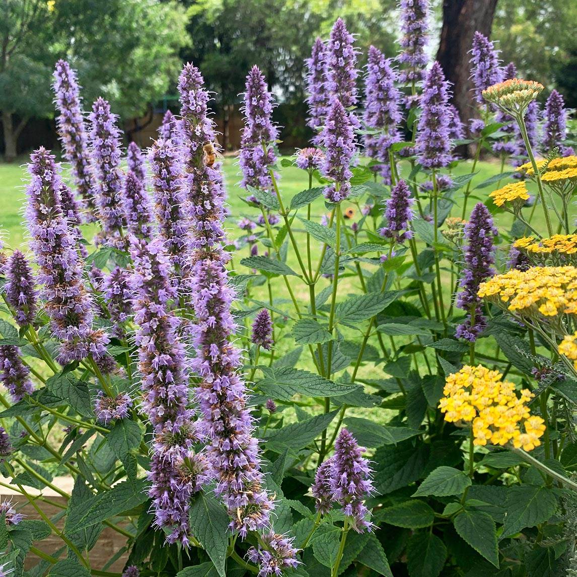 Agastache Seeds