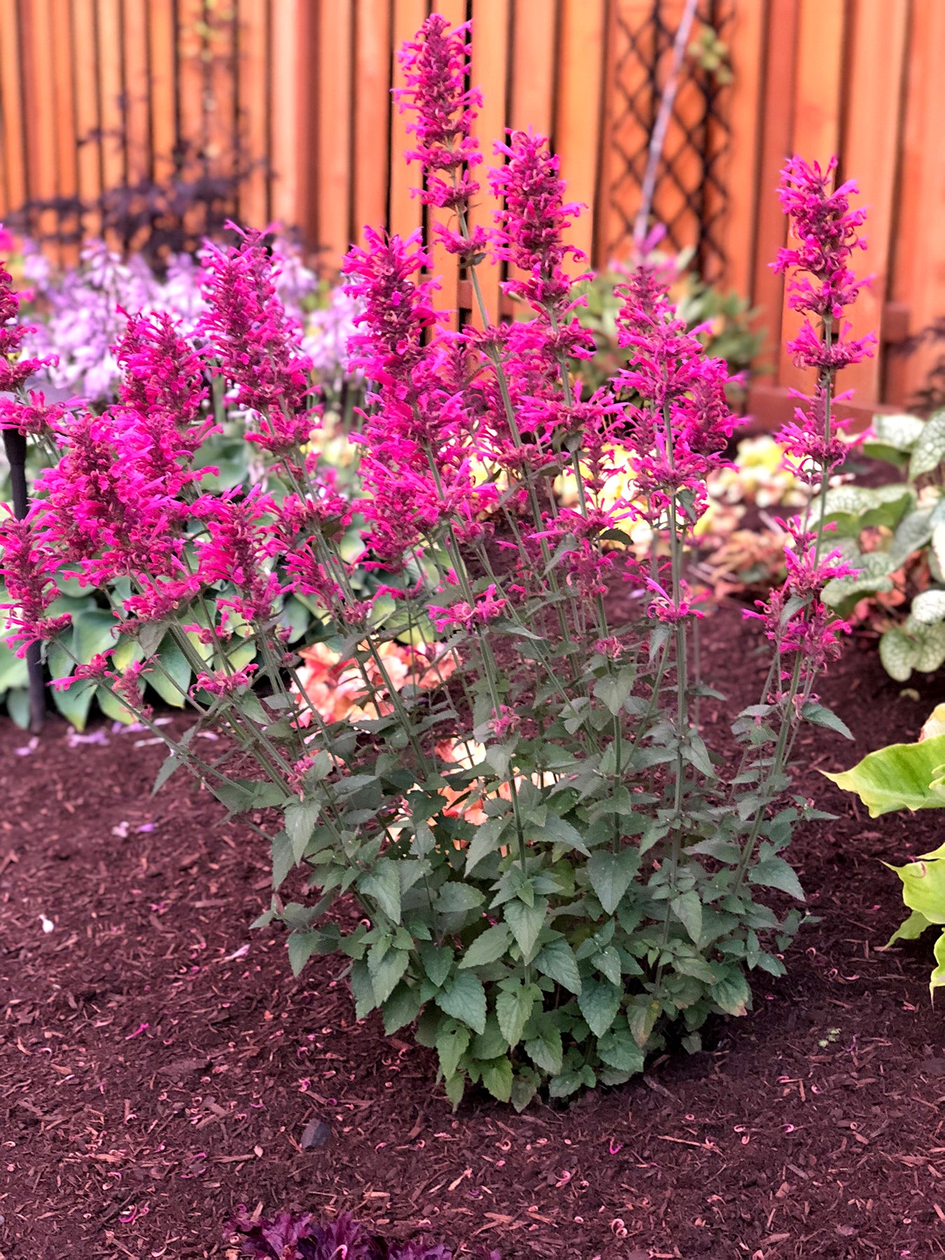 Agastache Morello Seeds