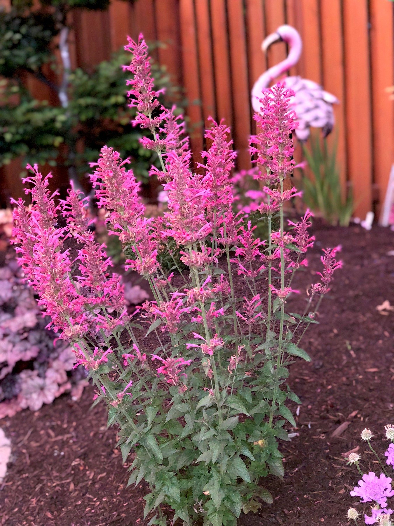 Agastache Morello Seeds