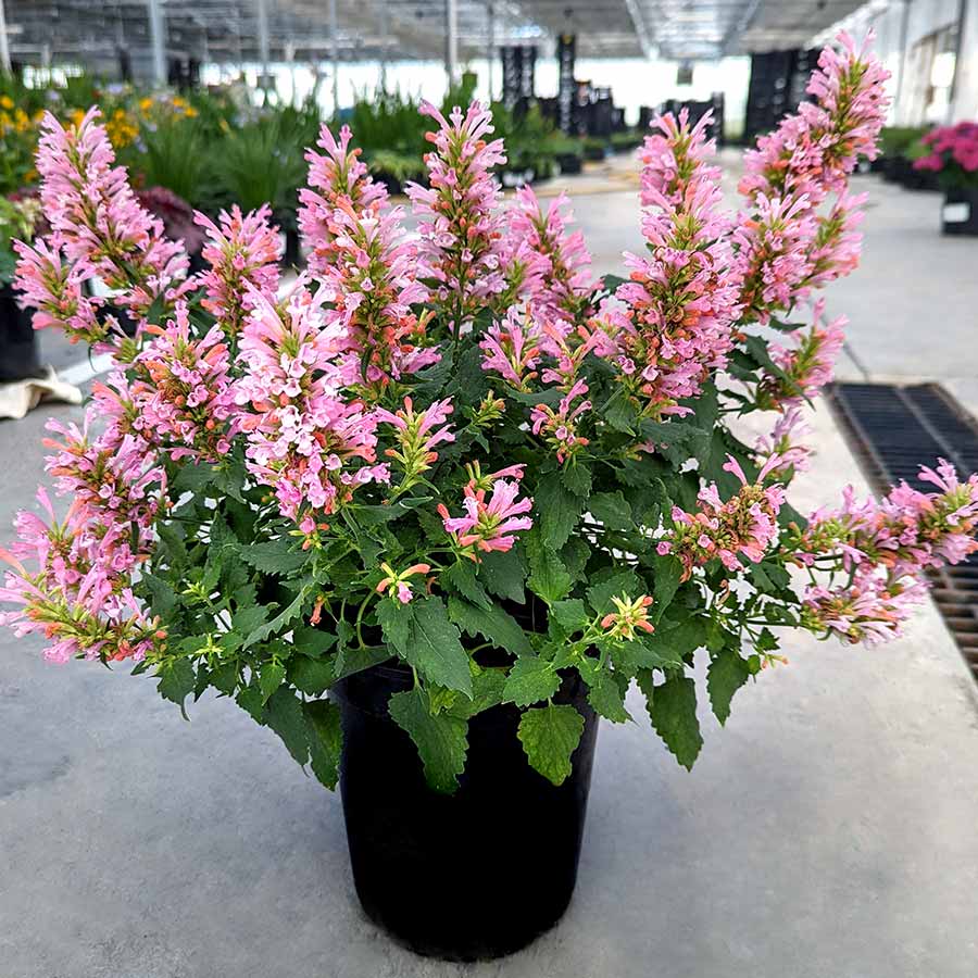 Agastache Pink Pearl