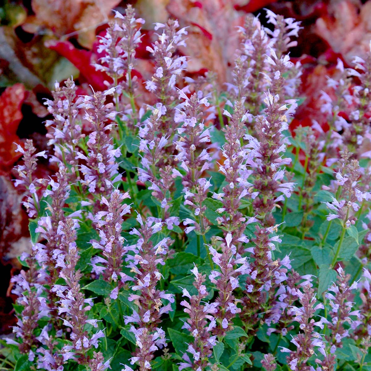 Agastache Summer Breeze