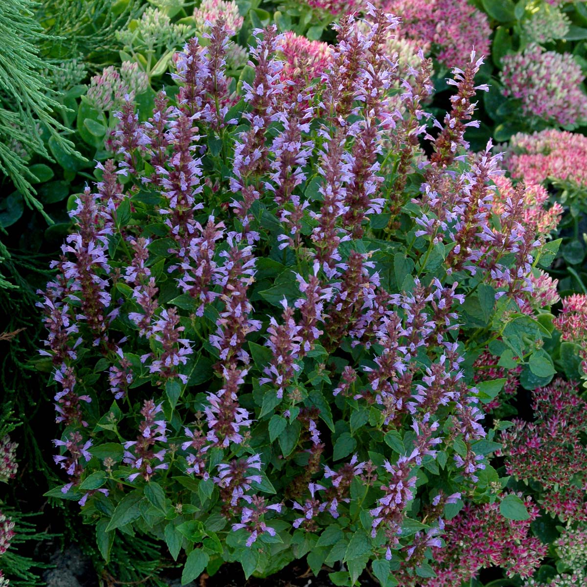 Agastache Summer Breeze