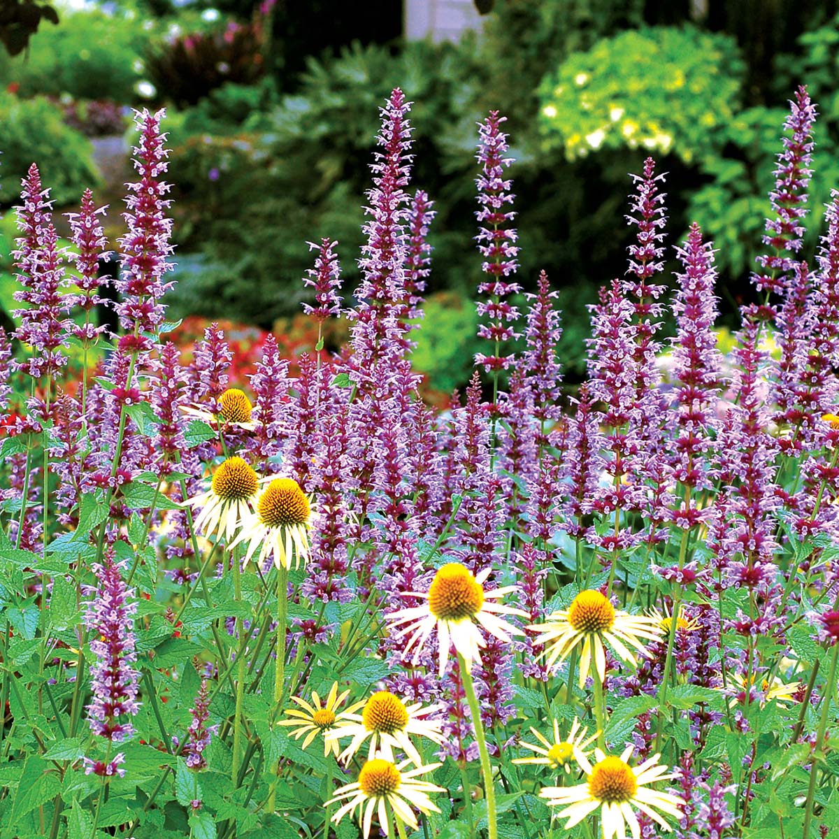 Agastache Summer Breeze