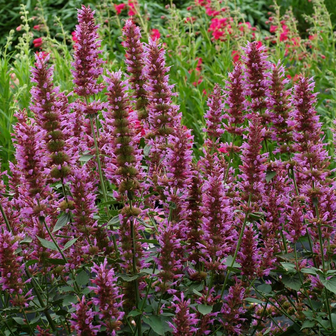 Agastache Licorice Candy