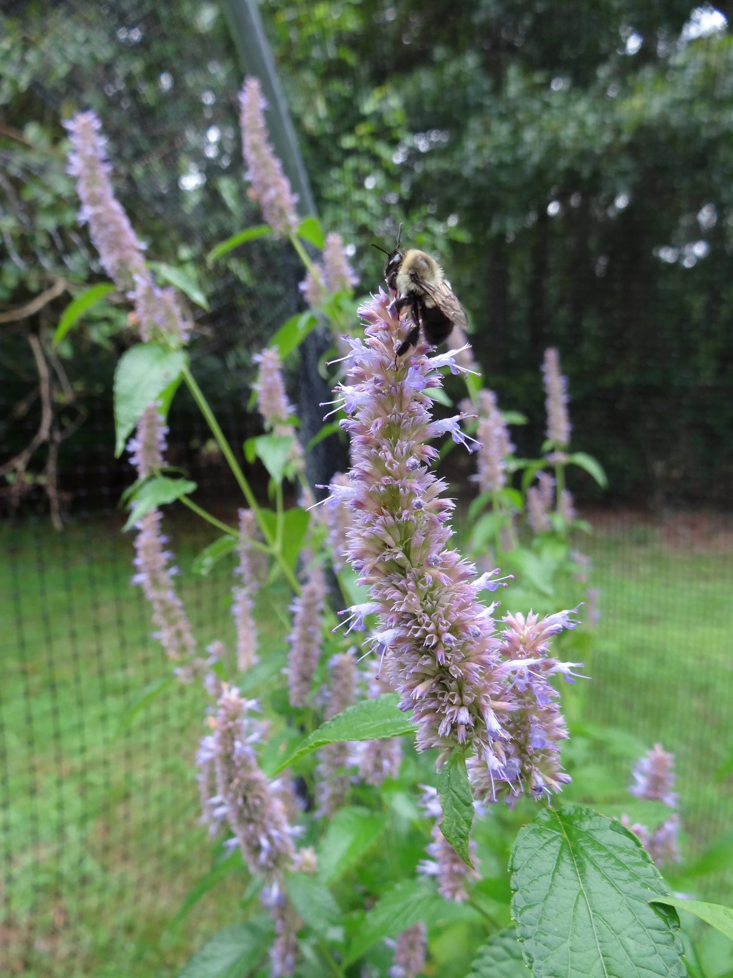 Agastache Giant Hyssop