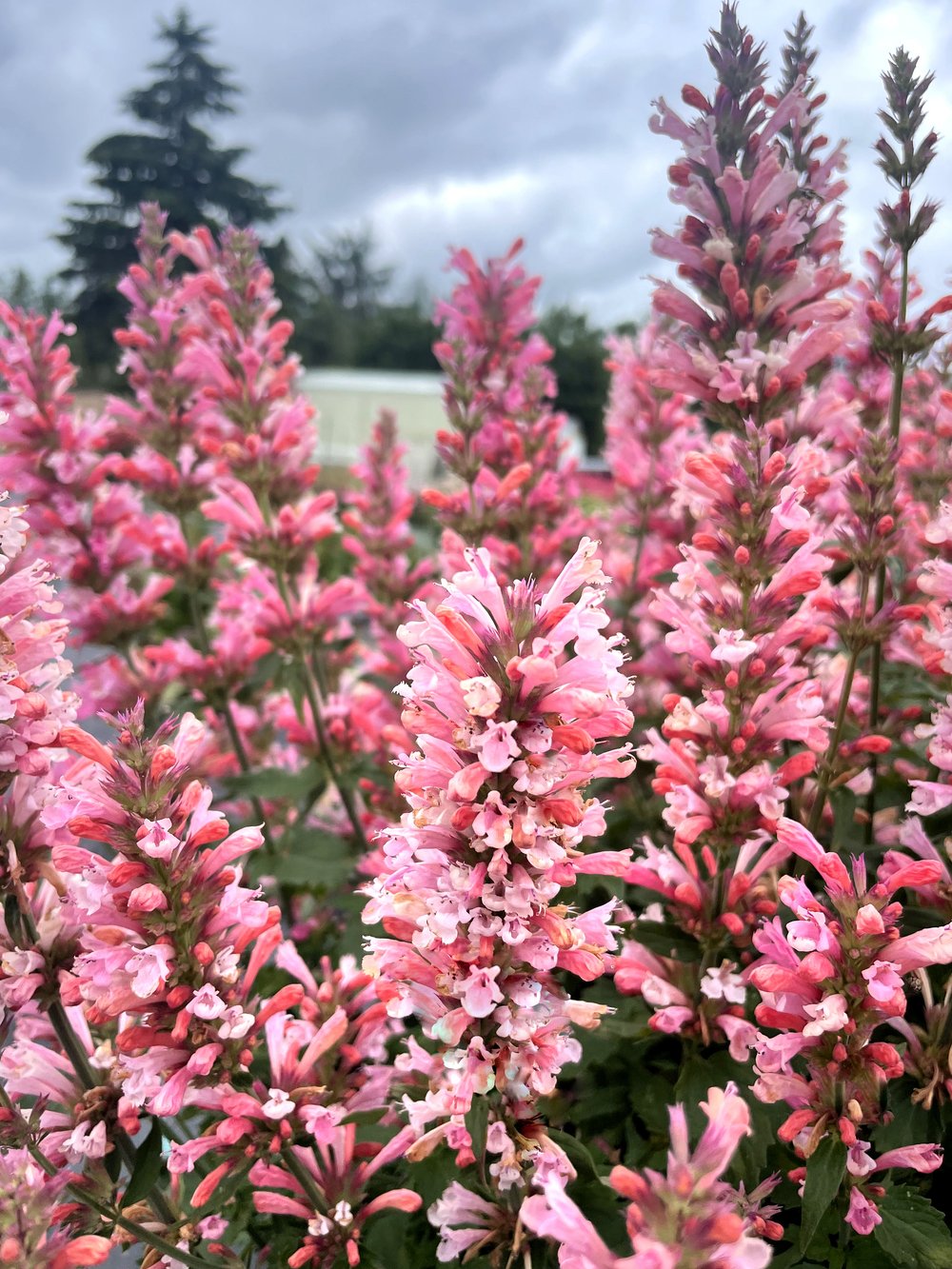 Agastache Pink Pearl