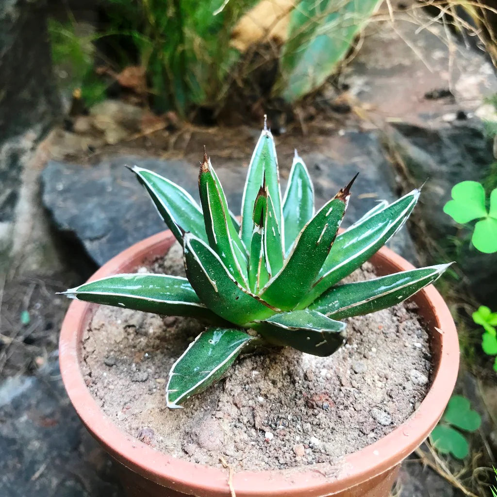 Green Victoria Agave Plant Seeds for Planting