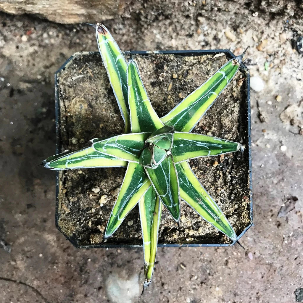 Green Victoria Agave Plant Seeds for Planting