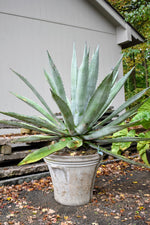 Mature Agave Americana plant in a dry landscape. Century Plant for xeriscaping.