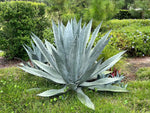 Close-up of Agave blue-green succulent foliage. Hardy perennial for sun.