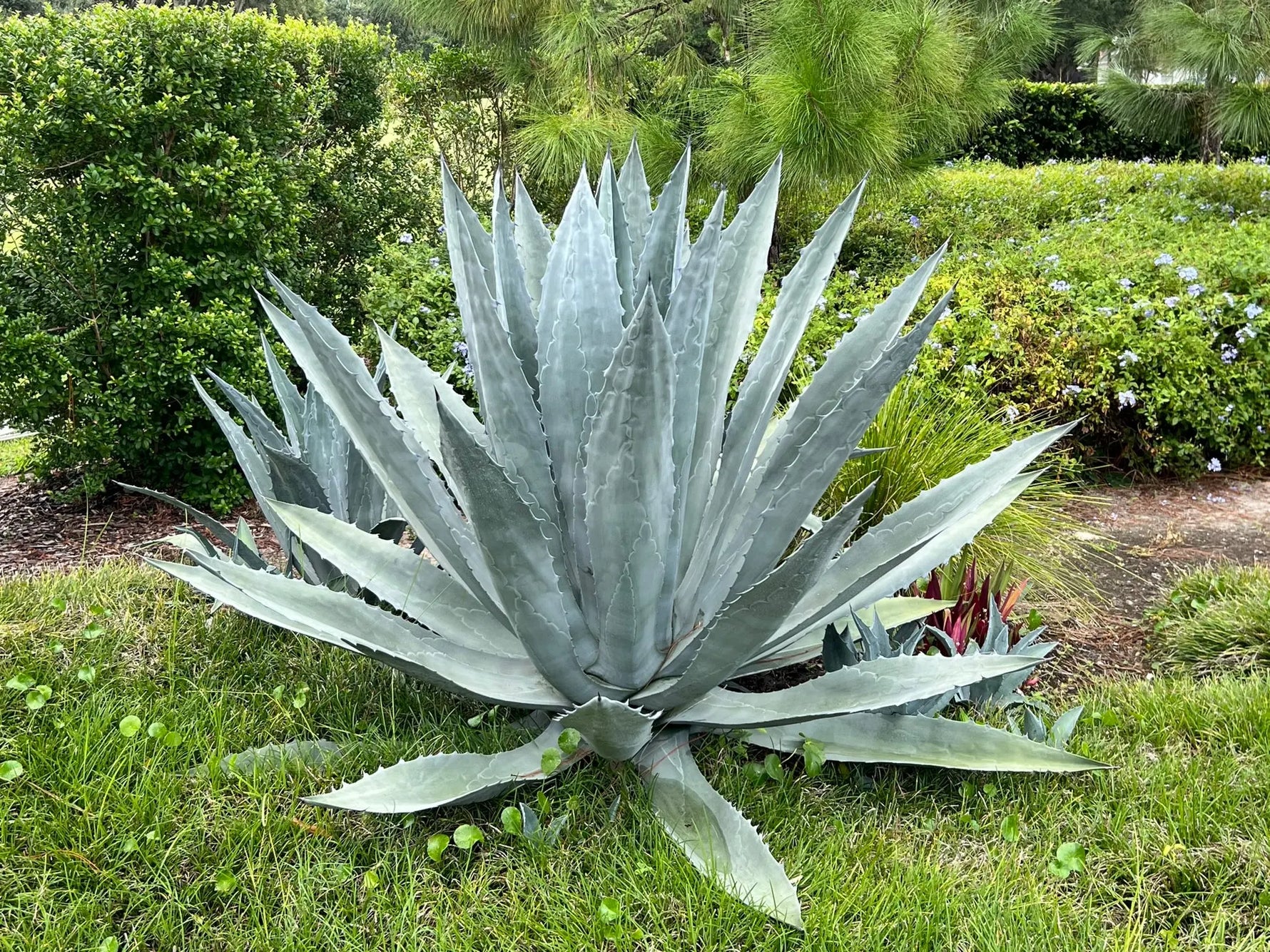 Close-up of Agave blue-green succulent foliage. Hardy perennial for sun.