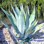 Agave Seeds packet. Buy Agave Americana seeds online. Drought-tolerant garden starter.