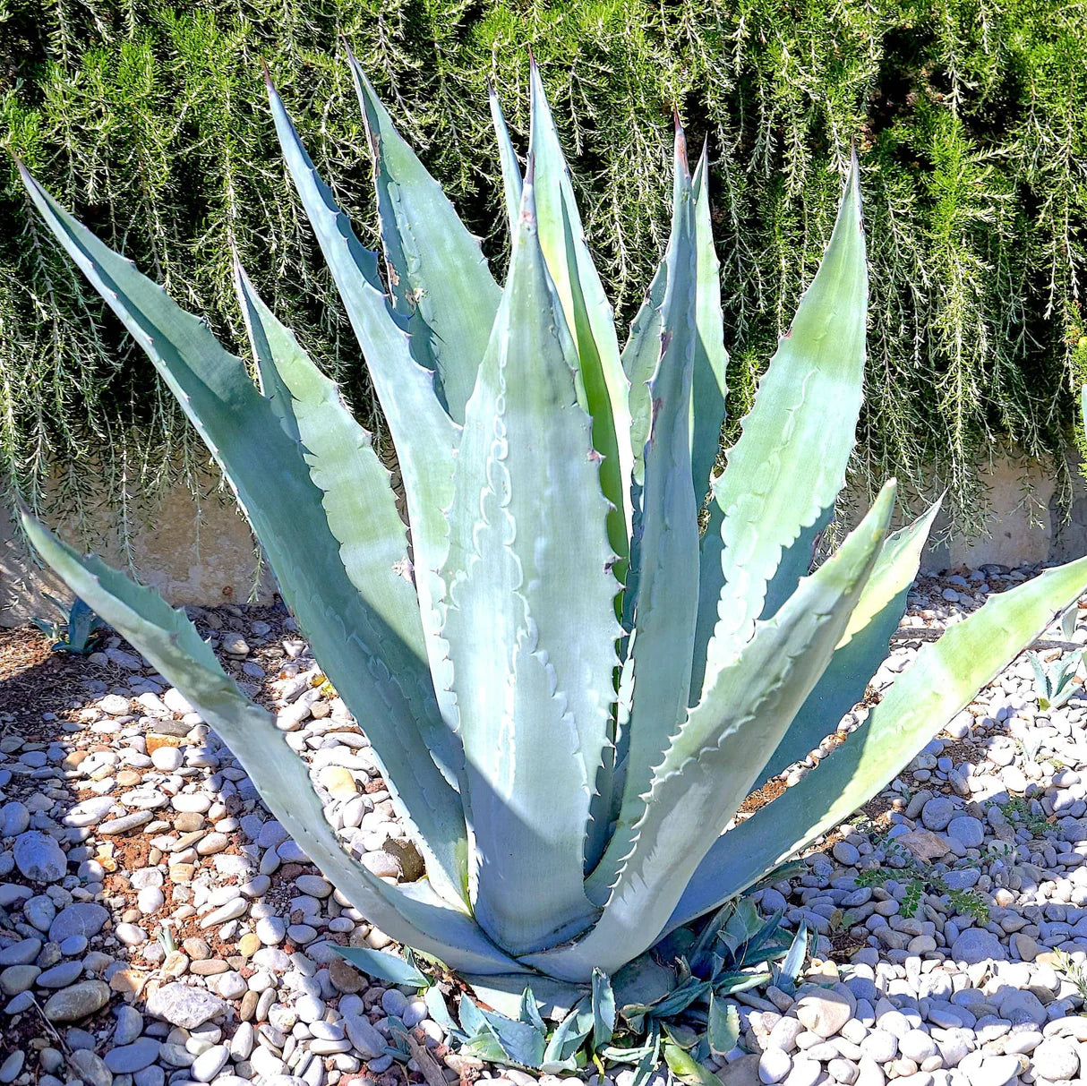 Agave Seeds packet. Buy Agave Americana seeds online. Drought-tolerant garden starter.