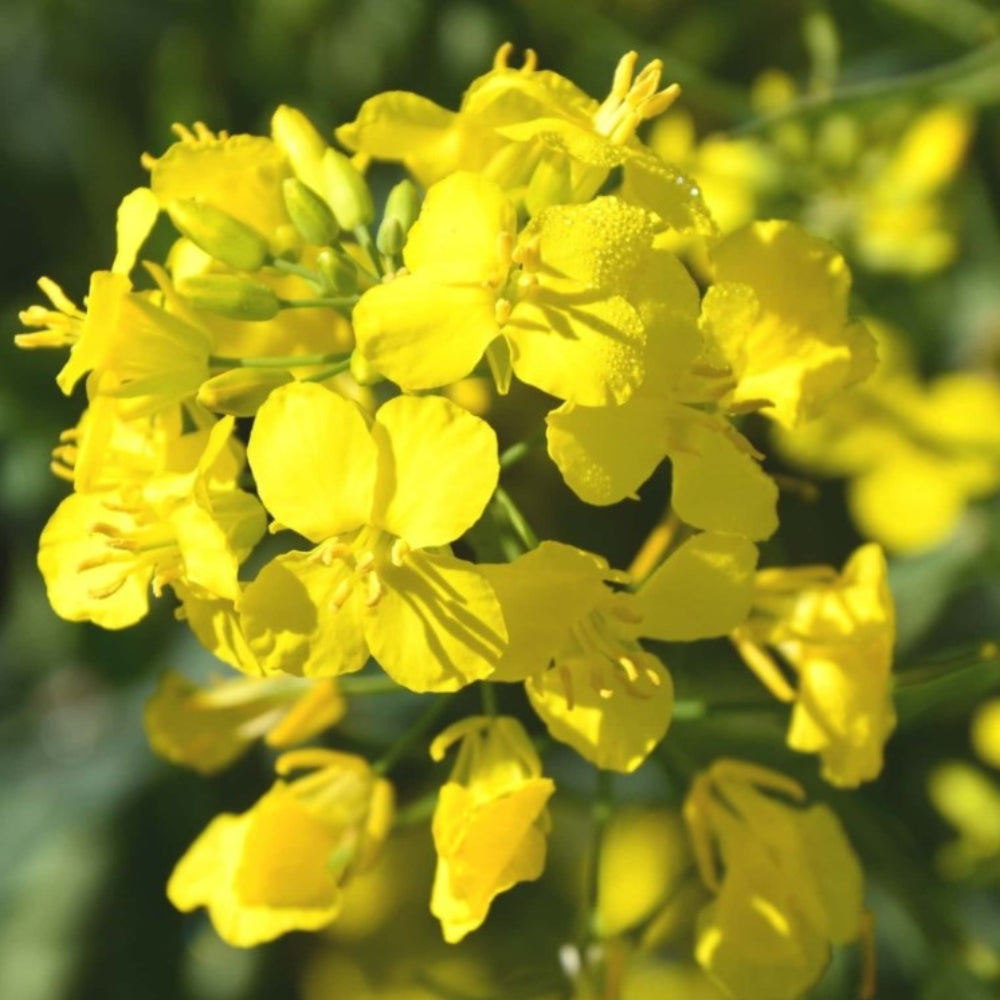 Rapeseed Flower Seeds for Planting - 100