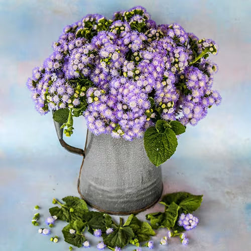 fresh floral arrangements featuring pastel pink ageratum flowers

