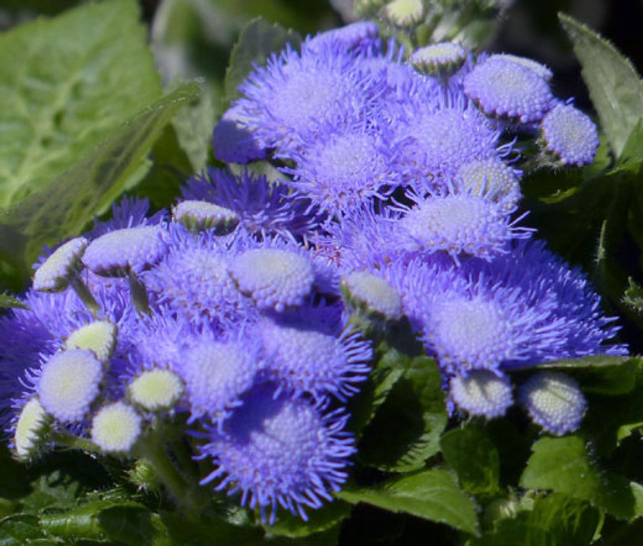 Ageratum Seeds - Dondo Blue