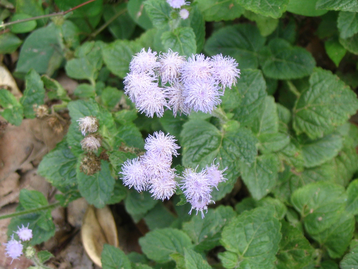 White Ageratum Conyzoides