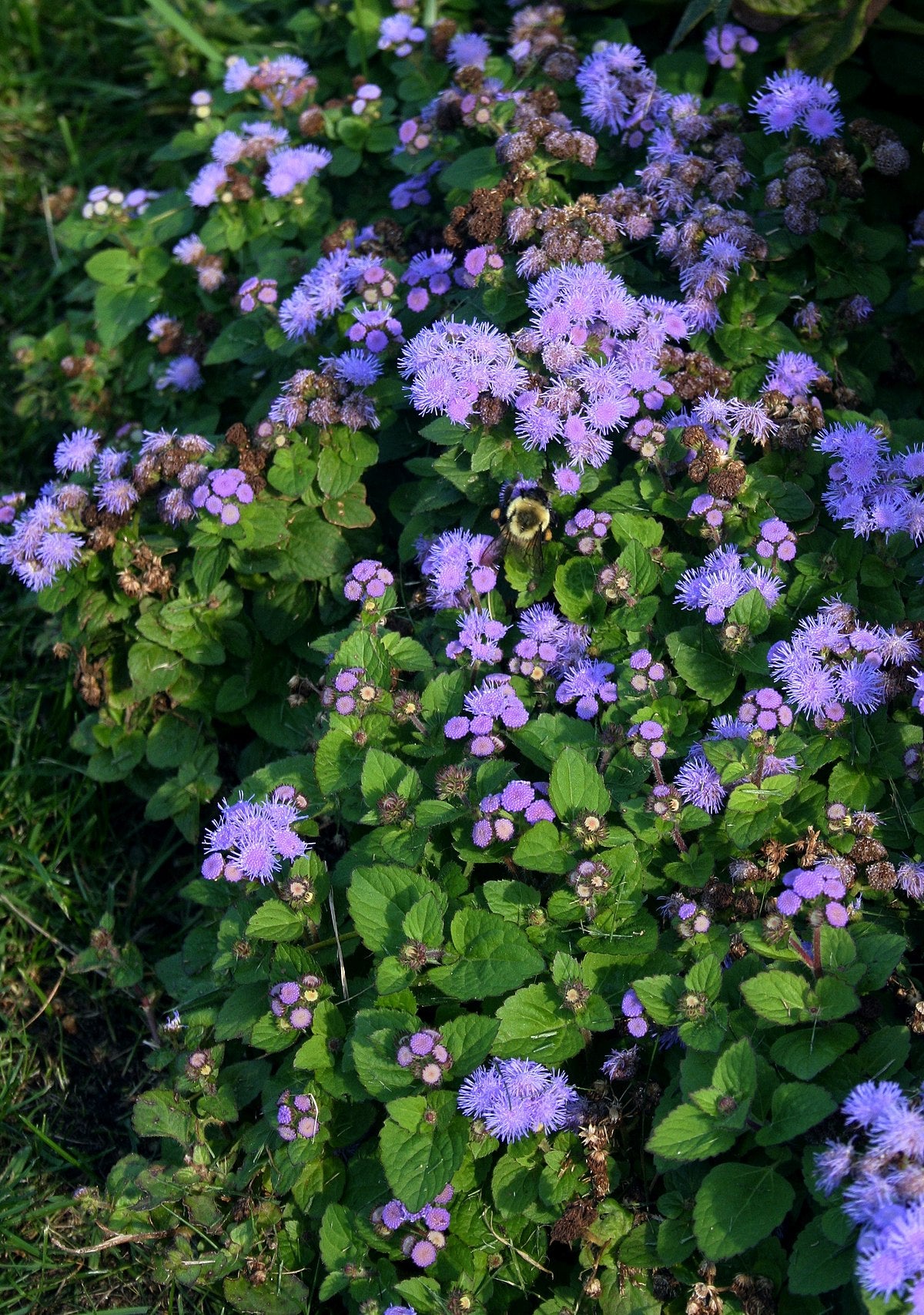 Ageratum Seeds (Dwarf) - Blue Mink