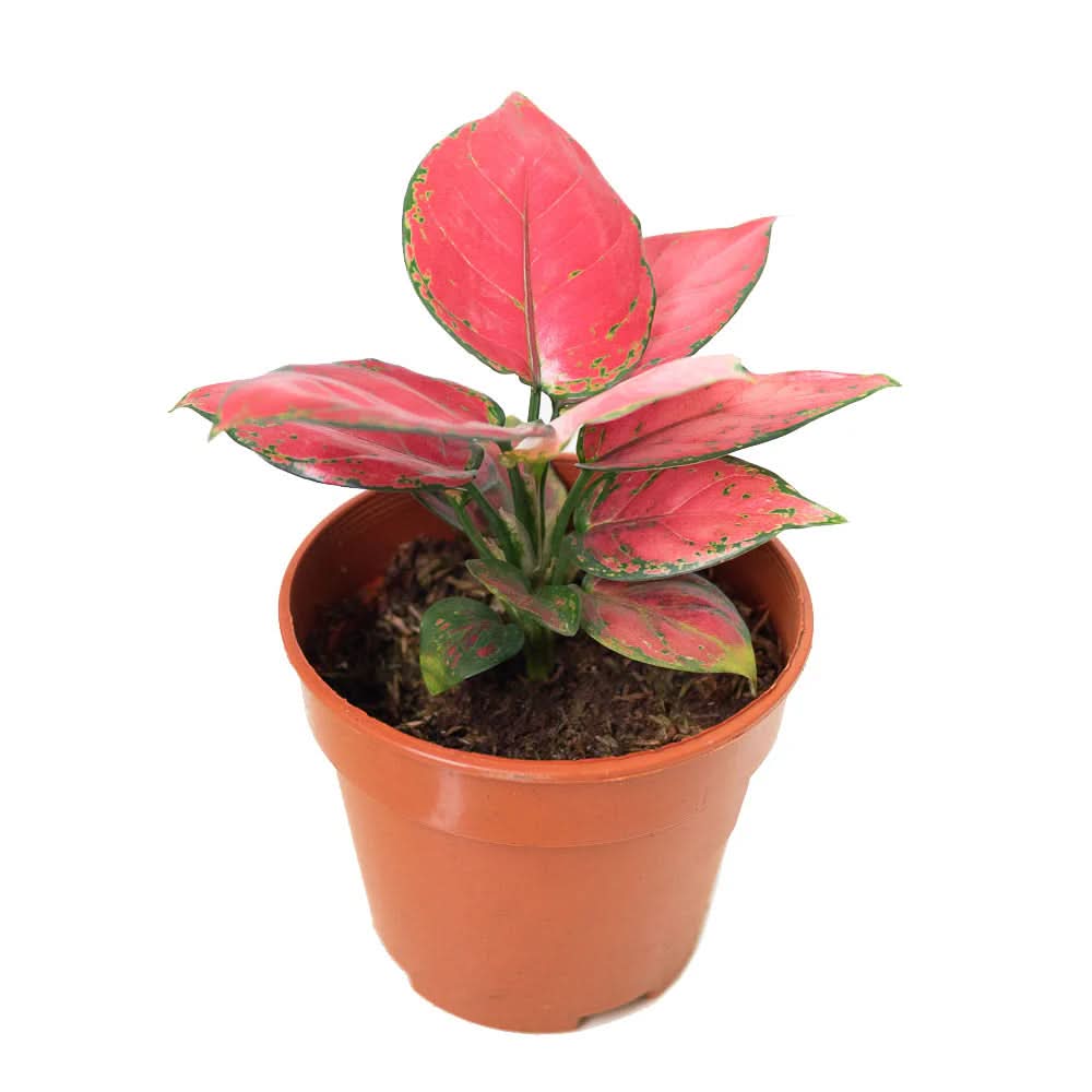 Heirloom Non-GMO Aglaonema Plant Seeds for Planting – Decorative Low-Light Foliage for Indoor Gardens - Non-GMO for planting in home garden
